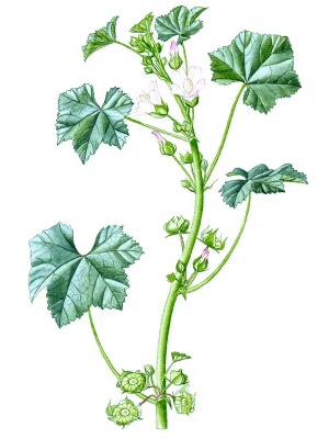 Sléz lesní (Malva sylvestris)
