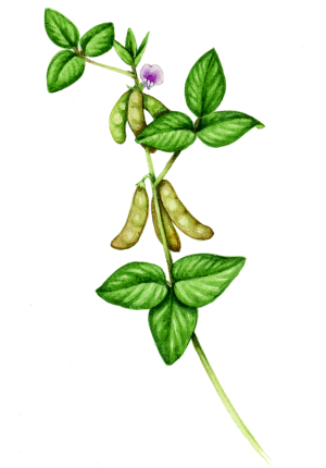 Soja luštinatá (Glycine max)