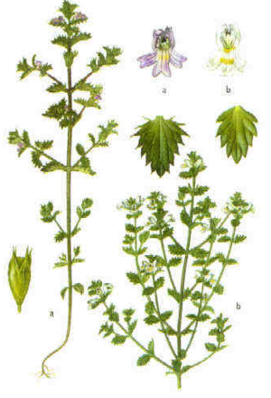 Světlík lékařský (Euphrasia officinalis)