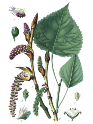 Topol (Populus nigra)