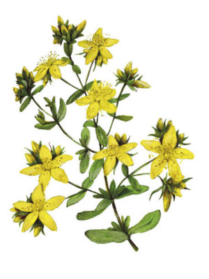 Třezalka tečkovaná (Hypericum perforatum)