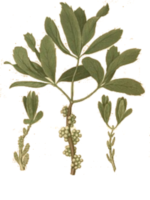 Voskovník voskodárný (Myrica cerifera)